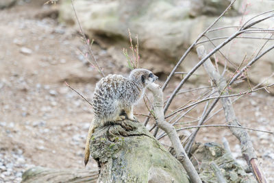 Close-up of a meerkat sitting on a tree trunk