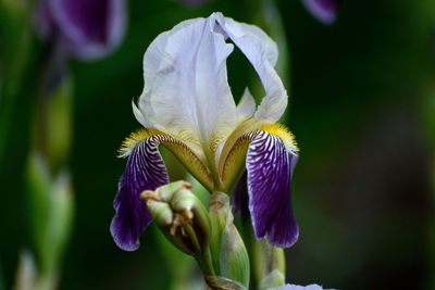 Close-up of purple iris flower