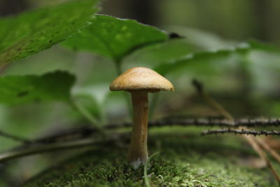 Close-up of mushroom growing on land