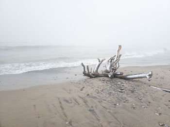 Driftwood on beach against sky