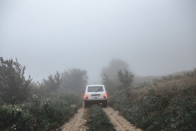 Cars on road in forest during foggy weather