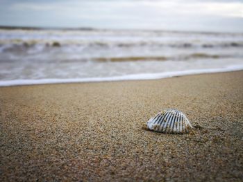 Close-up of shell on beach