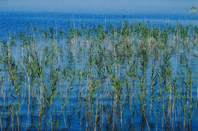 Close-up of reeds in lake