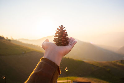 Cropped hand holding pine cone against mountains during sunset