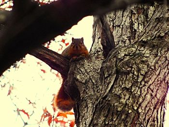 Low angle view of lizard on tree against sky