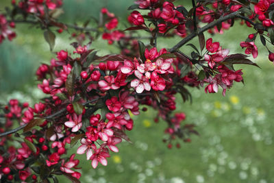 Close-up of red flowering plant