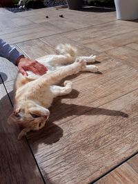 High angle view of cat lying on floor