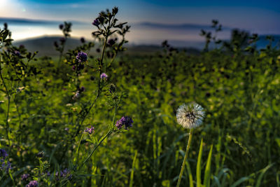 Close-up of purple flowering plants on field