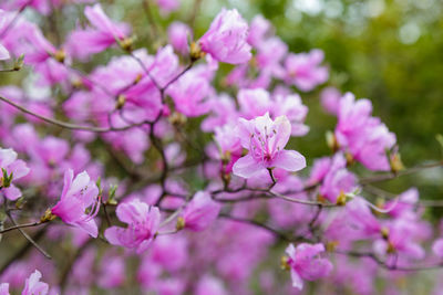 Close-up of pink cherry blossoms in spring
