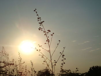 Low angle view of plants against sky at sunset