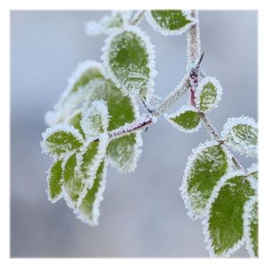 Close-up of snow on plant