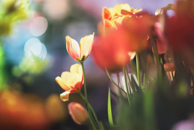 Close-up of tulips on field