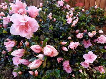 Close-up of pink flowers