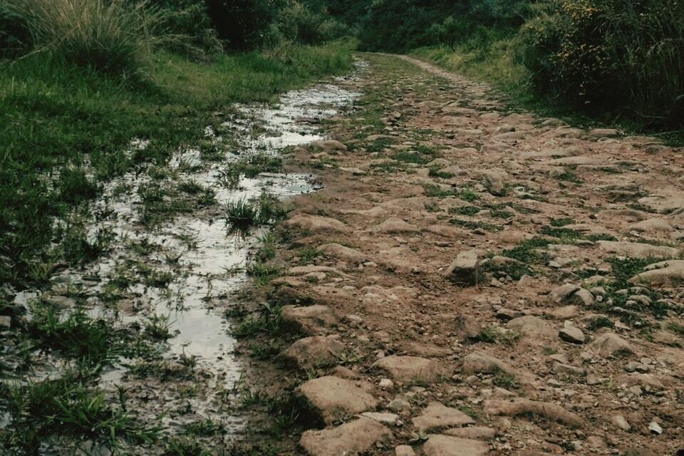 SURFACE LEVEL OF STREAM