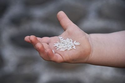 Close-up of hand holding rice