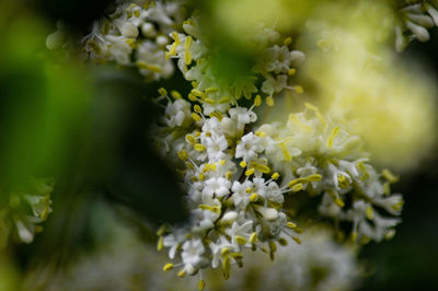 Close-up of white flowering plant