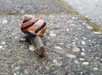 Close-up of snail on road