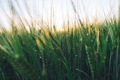 Close-up of wheat field