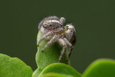 Close-up of spider