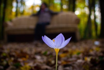 Close-up of white crocus flower on field