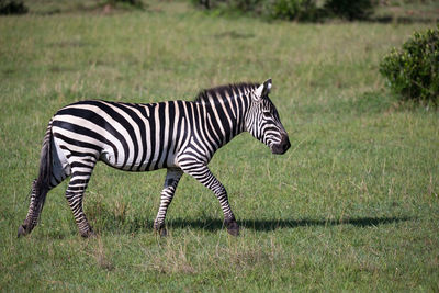 Side view of zebra sitting on land