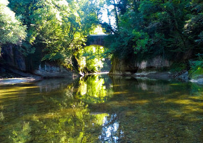 Scenic view of lake in forest