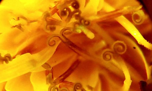 Close-up of orange flower