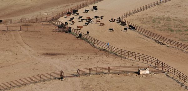 High angle view of people on sand