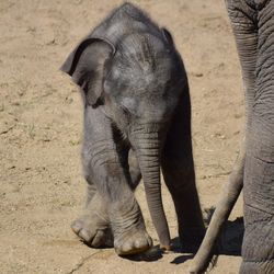 Elephant in a field