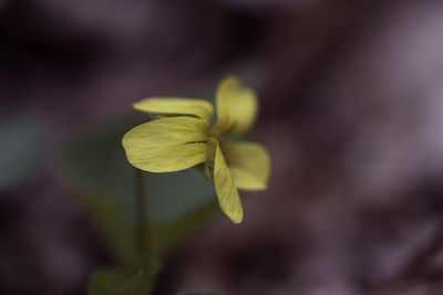 Close-up of fresh flower blooming outdoors