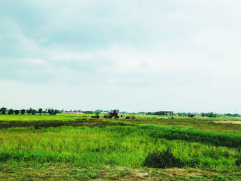 Scenic view of agricultural field against sky