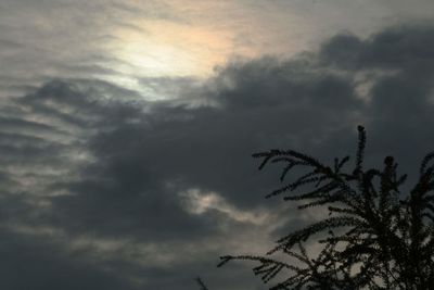 Low angle view of silhouette tree against dramatic sky