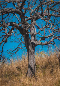 Bare tree on field against sky