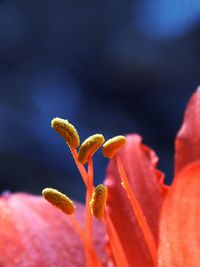 Macro shot of flower