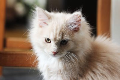 Close-up portrait of cat