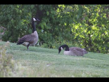 Ducks on field