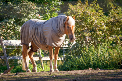 Full length of a horse