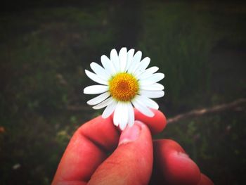 Close-up of daisy flower