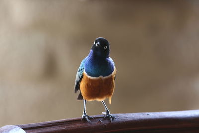 Close-up of bird perching outdoors