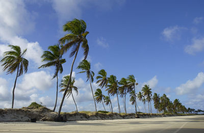 Palm trees on beach against sky