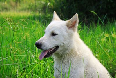 Close-up of dog looking away