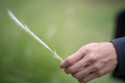 Close-up of hand holding plant