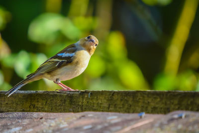 Female chaffinch on a well