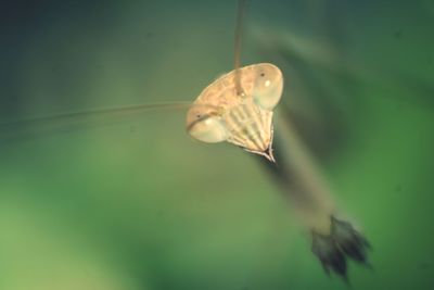 Close-up of butterfly on leaf