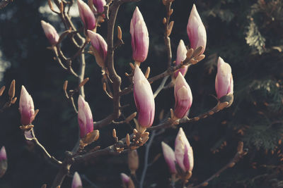 Close-up of plant