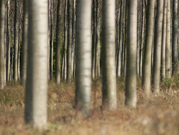 Close-up of bamboo trees in the forest