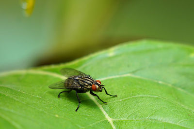 Close-up of fly on leaf