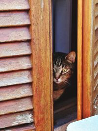 Close-up of cat peeking through window