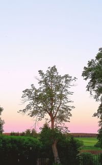 Tree against clear sky at sunset