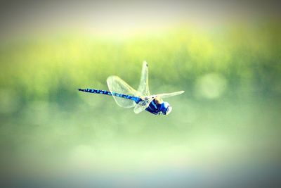 Close-up of damselfly